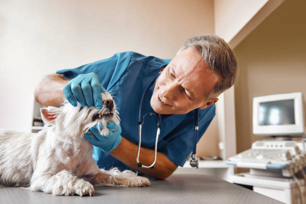 Best Broken or Chipped Tooth Repair in Cottage Grove, WI